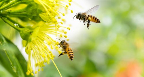 Arıların bize ne faydası var?