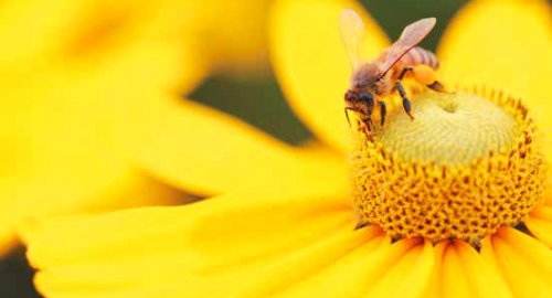 Arıların ölüm sebebi nedir?
