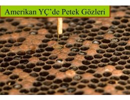 Amerikan Yavru Çürüklüğü Nedir