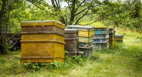 2025 Arıcılık Desteklemesi Takvimi Açıklandı